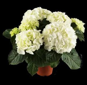 Hydrangea m. 'Heinrich Seidel' - 2 Ltr pot - image 3