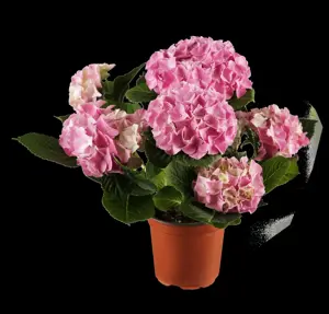 Hydrangea m. 'Zorro Blue' - 5 Ltr pot - image 5