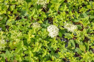 Hydrangea pan. 'Bombshell'? - 3 Ltr pot - image 2