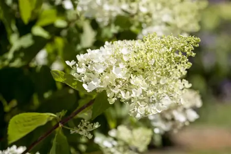 Hydrangea pan. 'Bombshell'? - 30-40 CM C7.5 - image 1