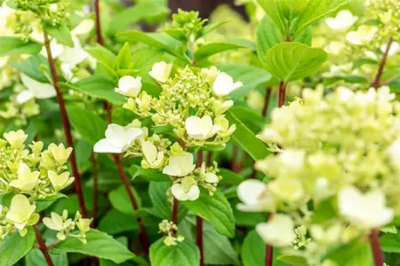 Hydrangea pan. 'Fire Light'? - 3 Ltr pot - image 1