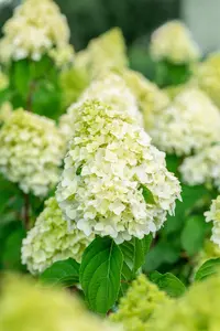 Hydrangea pan. 'Living Pink & Rose'