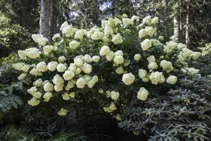 Hydrangea pan. 'Phantom'