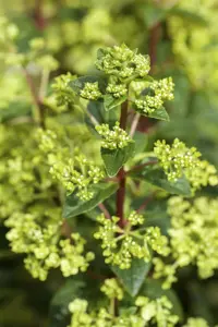 Hydrangea pan. 'Quick Fire Fab'? - 40-50 CM C5 - image 5