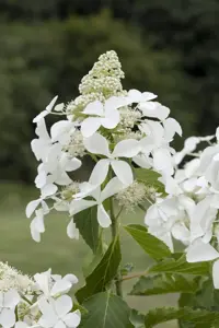 Hydrangea pan. 'Skyfall'