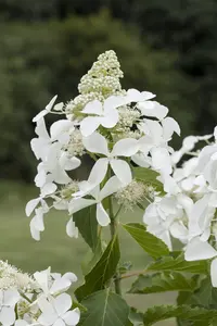 Hydrangea pan. 'Skyfall' - 70 CM STEM C7.5 - image 5