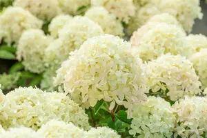 Hydrangea pan. 'Whitelight'?