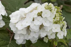 Hydrangea querc. 'Pee Wee' - P9 - image 3