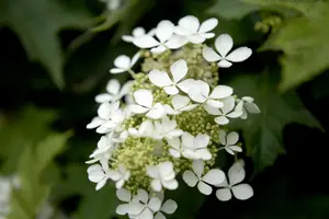 Hydrangea quercifolia - P9 - image 3