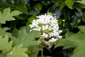 Hydrangea quercifolia - P9 - image 4