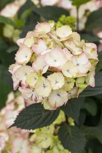 Hydrangea serrata 'Preziosa' - 60-80 CM C20 - image 4