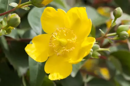 Hypericum 'Hidcote' - 2 Ltr pot - image 2