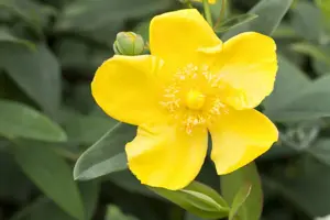 Hypericum 'Hidcote' - 2 Ltr pot - image 4