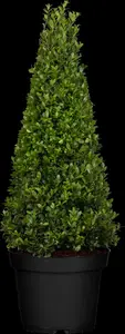 Ilex crenata 'Dark Green'? - 60 CM BALL C30 - image 5