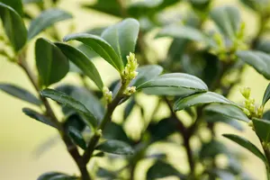 Ilex mutchagara