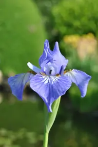 Iris setosa - P13 - image 2