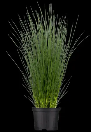 Juncus inflexus - P9 - image 1
