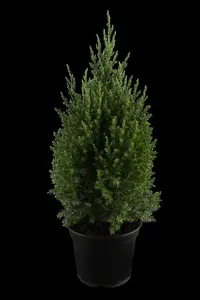 Juniperus chinensis 'Stricta' - P9 - image 5