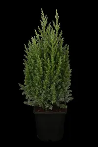 Juniperus chinensis 'Stricta' - 30-40 CM C2 - image 2
