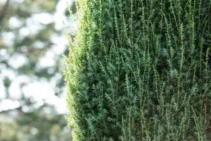 Juniperus communis 'Arnold' - 80-100 CM C10 - image 4