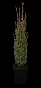 Juniperus communis 'Sentinel' - 40-50 CM C3.5 - image 2