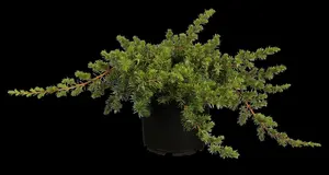 Juniperus conferta 'Blue Pacific' - LINERS 18 CEL TRAY P10,5 SIZE - image 5