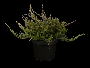 Juniperus horizontalis 'Blue Chip' - P9 - image 5