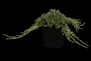Juniperus horizontalis 'Icee Blue' - 30-40 CM C7.5 - image 4