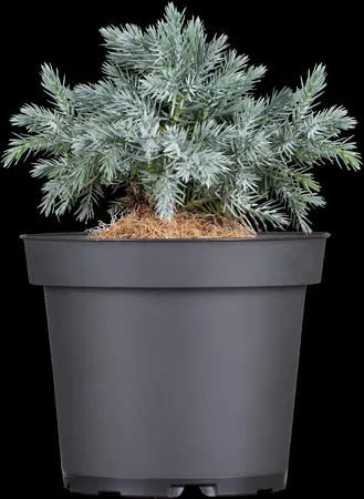 Juniperus squamata 'Blue Star' - P11 - image 3