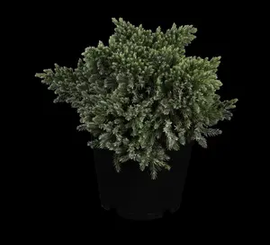 Juniperus squamata 'Blue Star' - P13 - image 5
