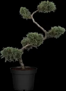 Juniperus virginiana 'Grey Owl' - BONSAI 80-90 CM C15 - image 2