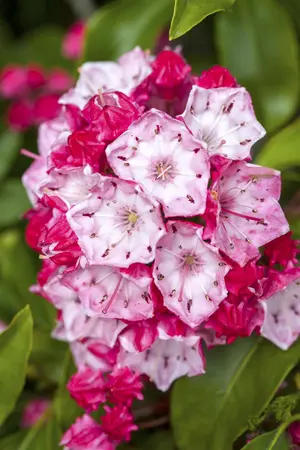 Kalmia latifolia - 30-40 CM C7.5 - image 2