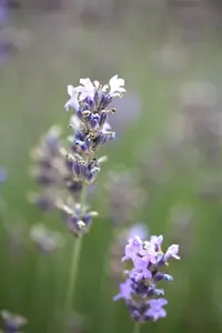 Lavandula ang. 'Munstead' - P9 - image 3