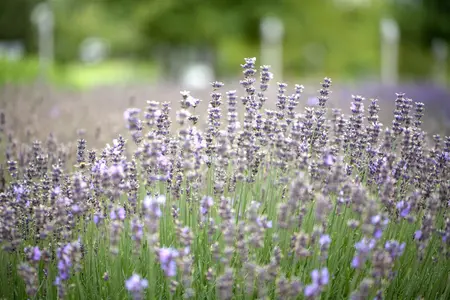 Lavandula ang. 'Munstead' - P9 - image 1