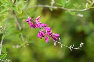 Lespedeza thunbergii - 150-175 CM C5 - image 5