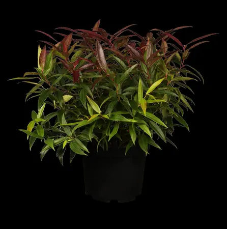 Leucothoe keis. 'Burning Love' - 2 Ltr pot - image 1