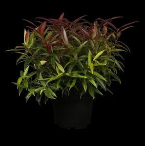 Leucothoe keis. 'Burning Love' - 2 Ltr pot - image 3