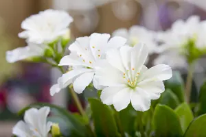 Lewisia 'Mountain Dreams' - P13 - image 5