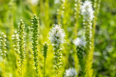 Liatris spicata 'Alba' - P9 - image 3