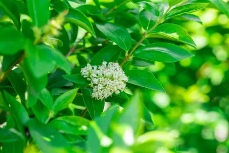 Ligustrum ovalifolium 'Green Diamond' - 150-175 CM C45 - image 4