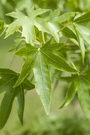 Liquidambar styraciflua - STD 8-10 CM C25 FEATHERED - image 5