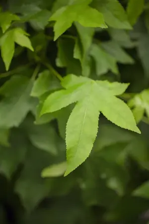 Liquidambar styraciflua 'Gum Ball' - STEM 225 CM, GIRTH 10-12 CM C35 - image 4