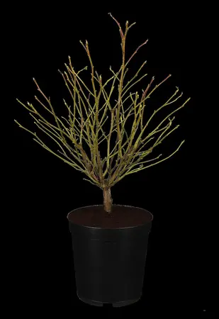 Liquidambar styraciflua 'Gum Ball' - STEM 225 CM, GIRTH 10-12 CM C35 - image 1