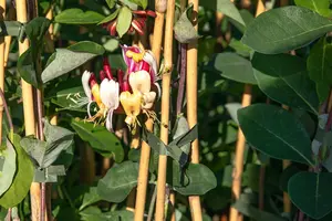 Lonicera brownii 'Dropmore Scarlet' - P9 - image 3