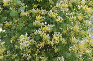 Lonicera japonica 'Halliana' - C2, single cane (60 cm) - image 4