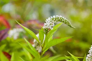 Lysimachia clethroides - P9 - image 4
