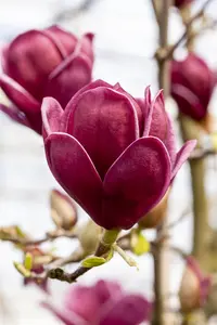 Magnolia 'Genie' - 300-350 CM C290 - image 4