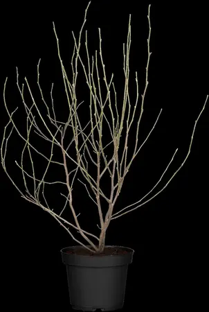 Magnolia 'George Henry Kern' - P9 - image 1