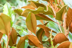 Magnolia grandiflora 'Kay Parris' - 40-50 CM C3 - image 4