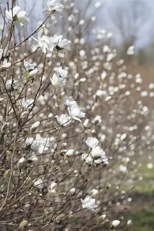 Magnolia loebneri 'Merrill' - 100-125 CM C7.5 - image 3